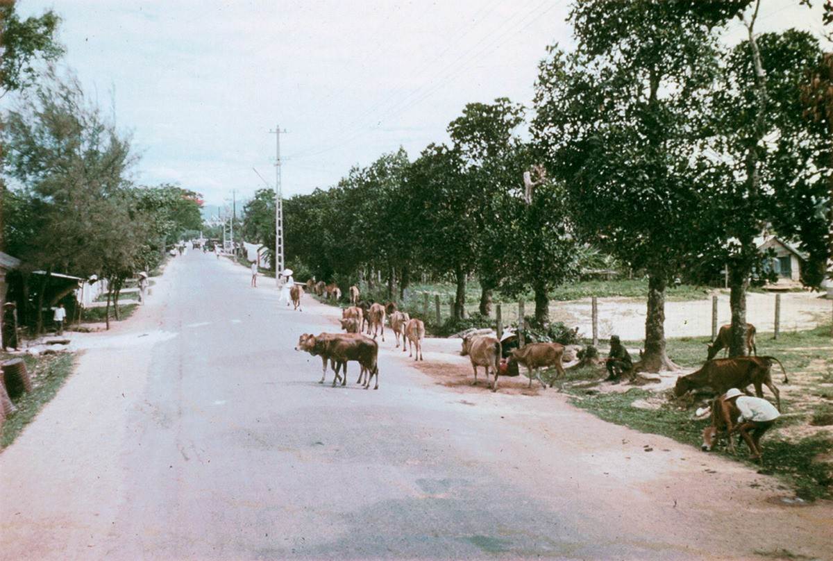 Đàn bò trên Quốc lộ 1.