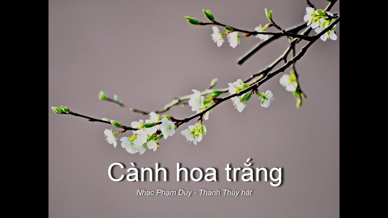 Cành hoa trắng - Nhạc Phạm Duy, Thanh Thúy hát