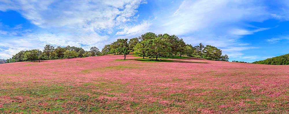 Cỏ Hồng" của nhạc sĩ Phạm Duy, bài hát dành cho tuổi thanh xuân mê đắm