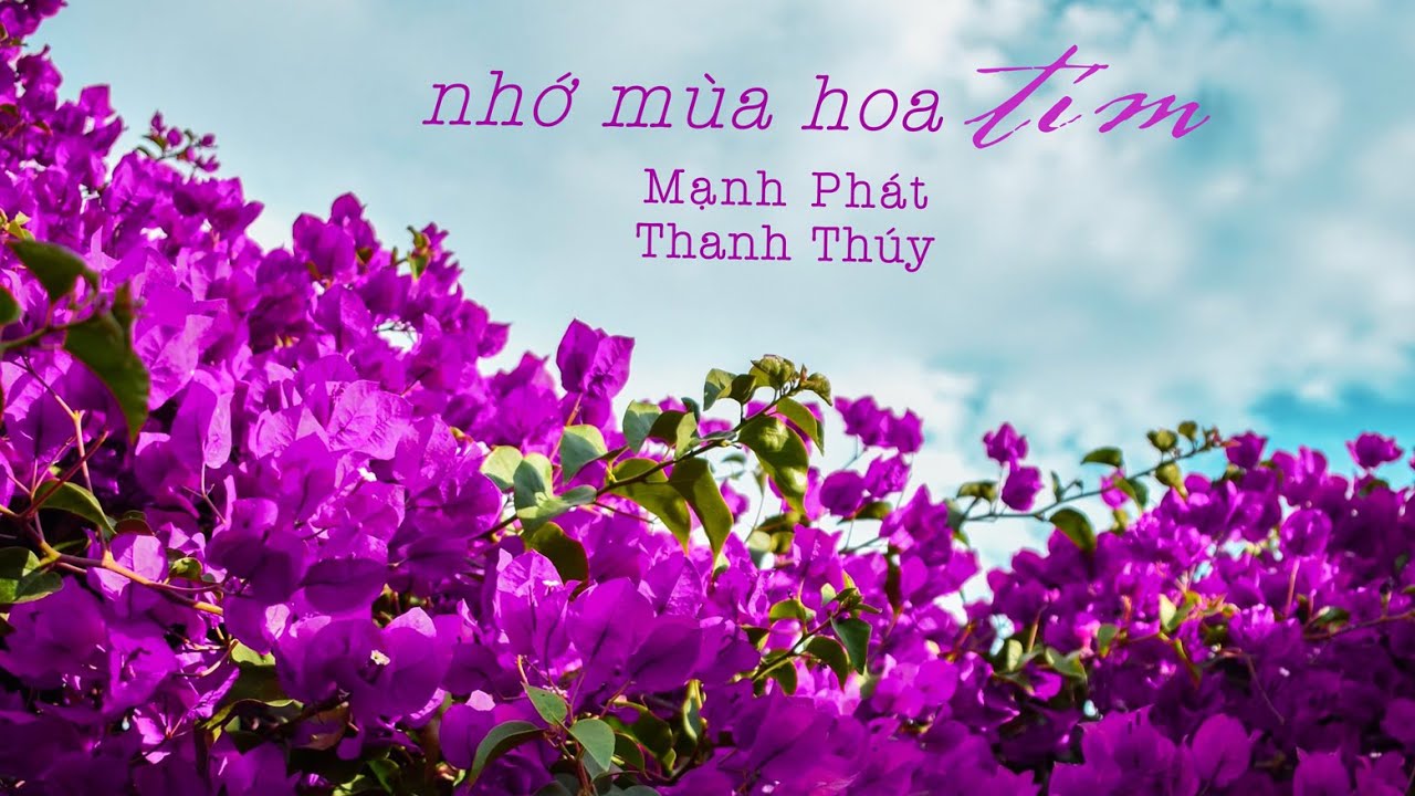 NHỚ MÙA HOA TÍM / Mạnh Phát - Thanh Thúy