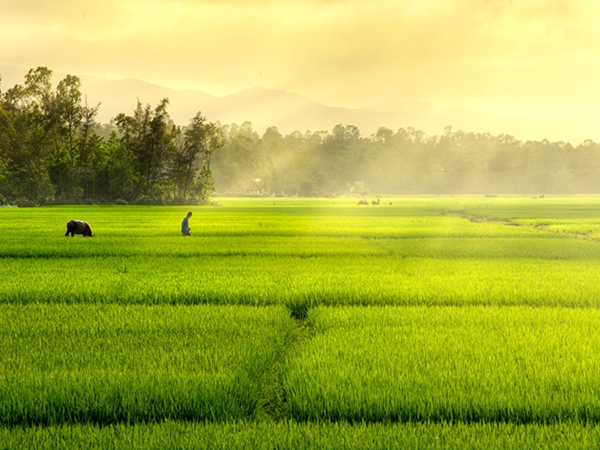 Hương tóc mạ non | baotintuc.vn