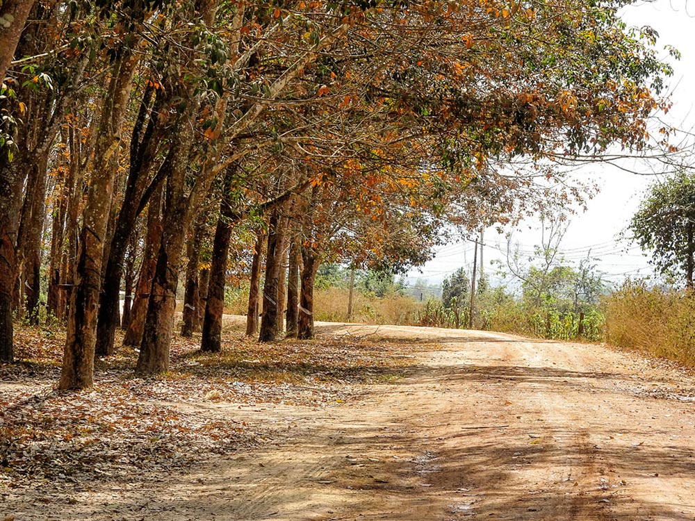 Nhạc sĩ Huỳnh Anh và ca khúc Rừng Lá Thay Chưa (thơ Hoàng Ngọc Ẩn) - "Dài tay đếm từng nhung nhớ..."