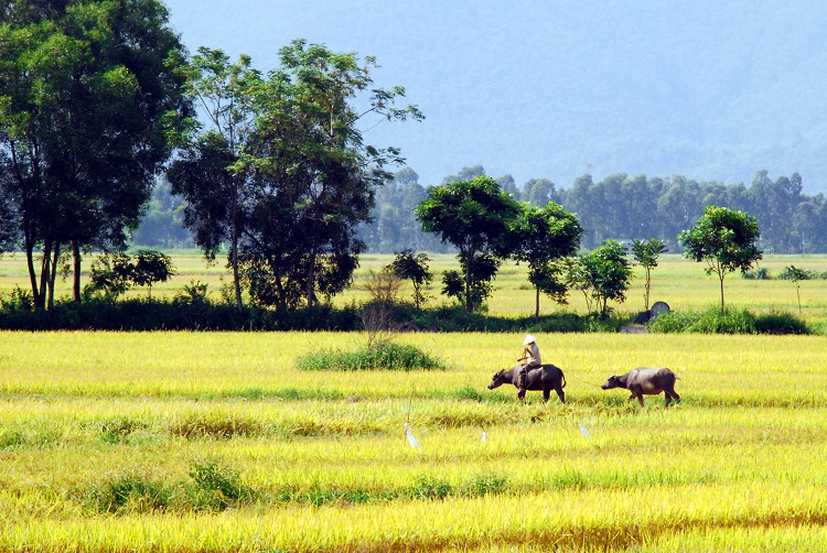 Năm Sửu nói chuyện trâu | baotintuc.vn