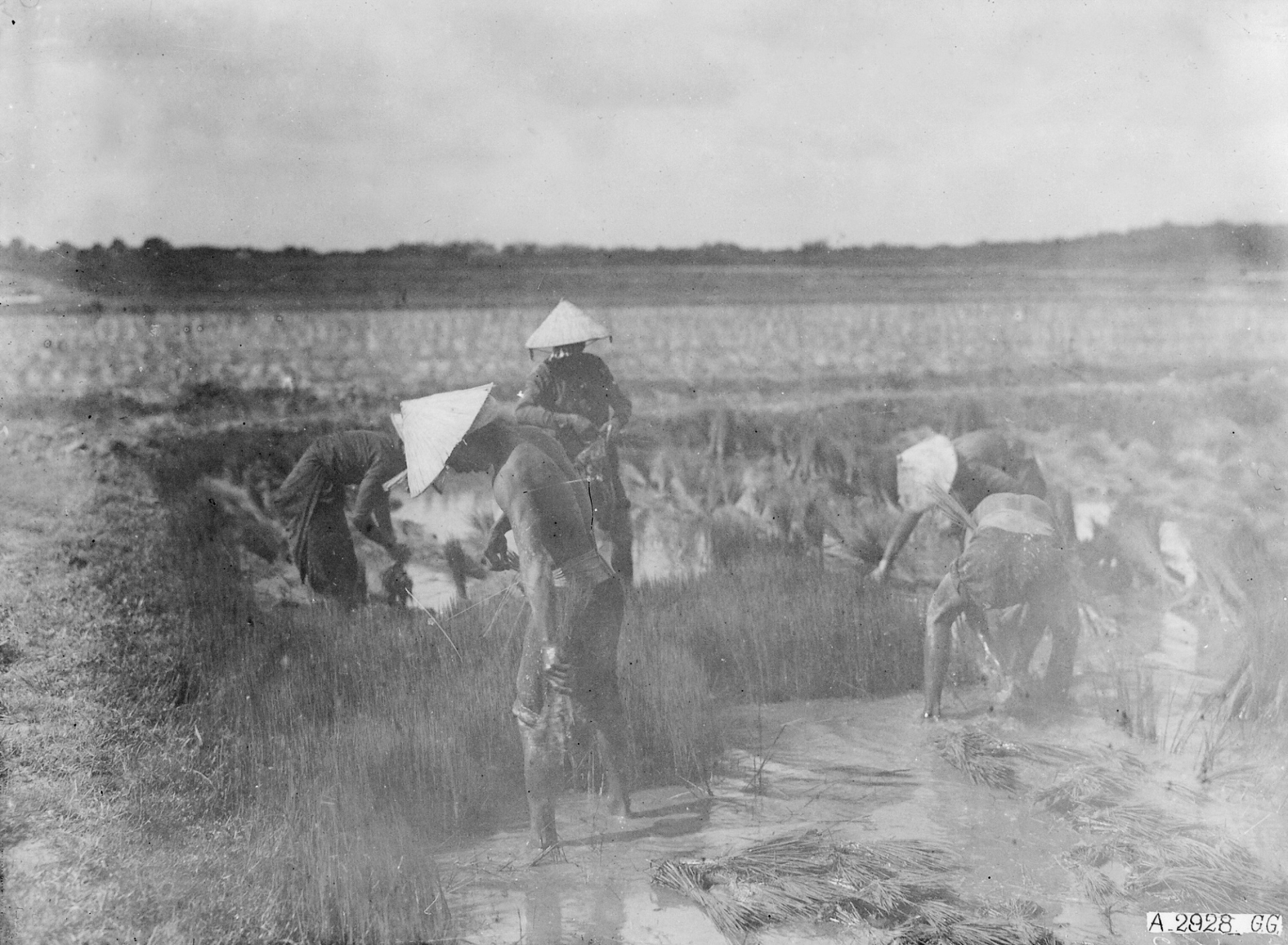 Những hình ảnh sản xuất lúa gạo của người Việt thập niên 1920