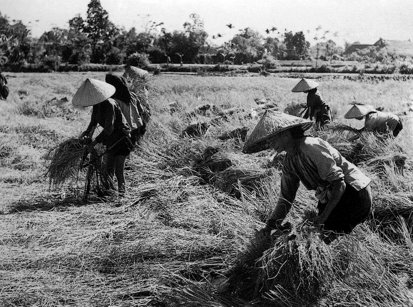 Huyền thoại “một ăn ba trăm” hay ảo giác về năng suất lúa ở đất phương Nam  - Tuổi Trẻ Online