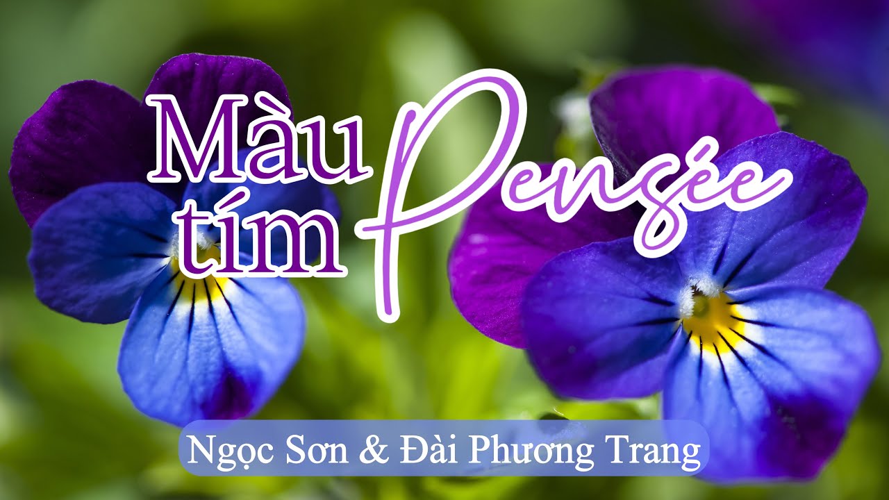 MÀU TÍM PENSÉE | Ngọc Sơn & Đài Phương Trang | Phạm Hùng